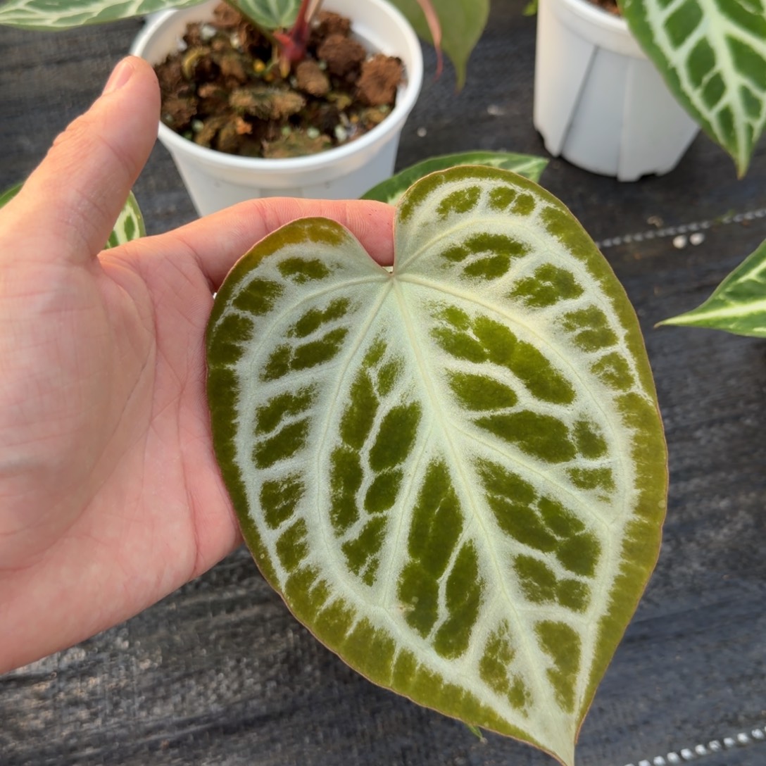 完全开放银光芙蓉26