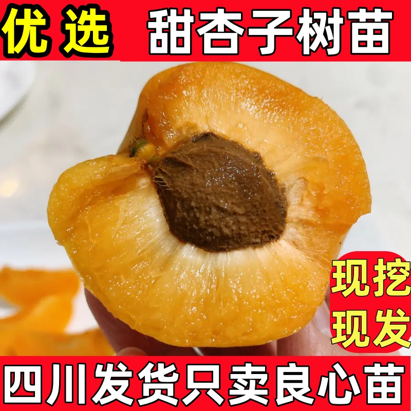 四川杏树果苗嫁接苗金太阳杏子苗树苗南方种植盆栽地栽凯特杏子树