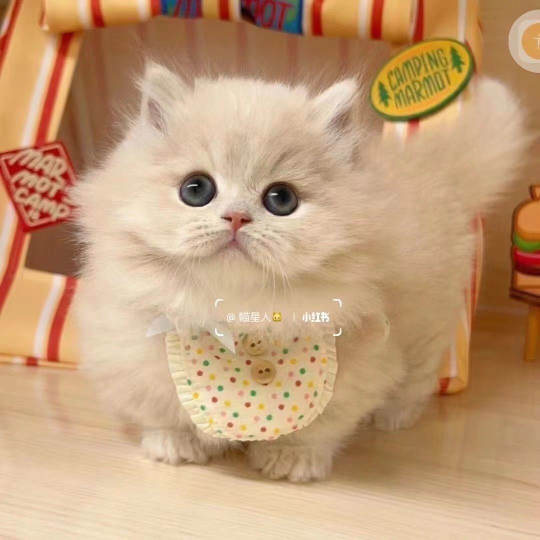 纯种银渐层英国短毛猫英短小猫咪幼猫真猫活物家养宠物猫便宜猫猫