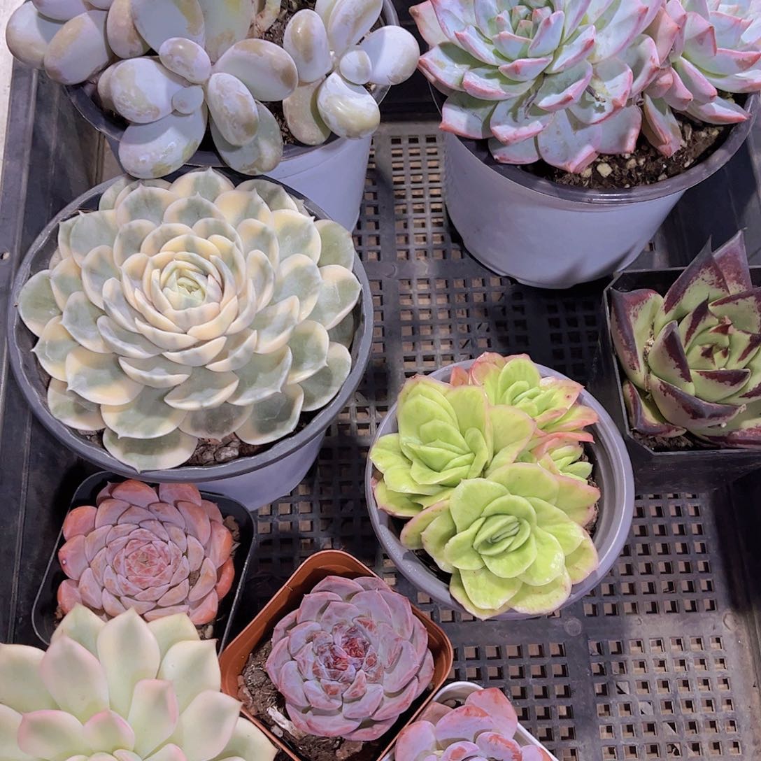 多肉601多肉植物，