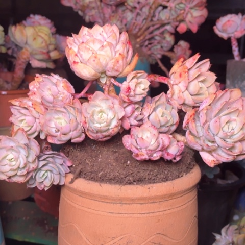 用****8多肉植物的植物