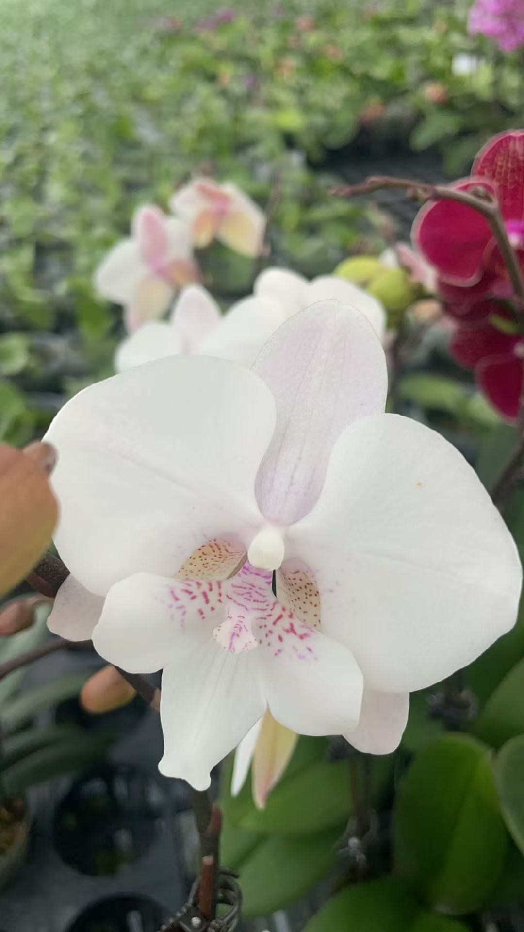 【雪花大舌头】～蝴蝶兰网红粉色好养活趣味花剑花苞客厅客内观赏