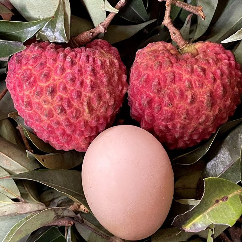 广西灵山荔枝王顺丰现摘现发水果当季产产地 一件代发