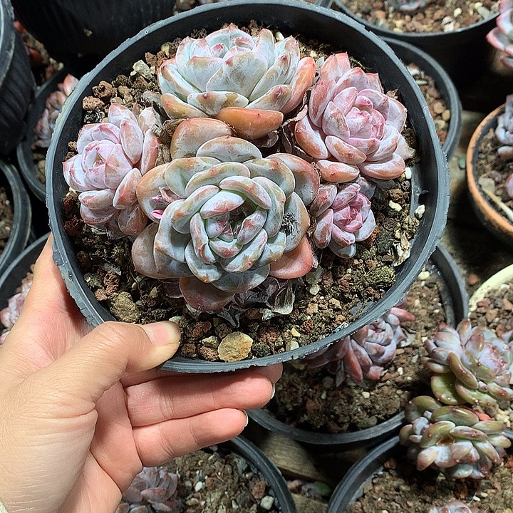 无砍哈哈哈哈哈哈哈哈3