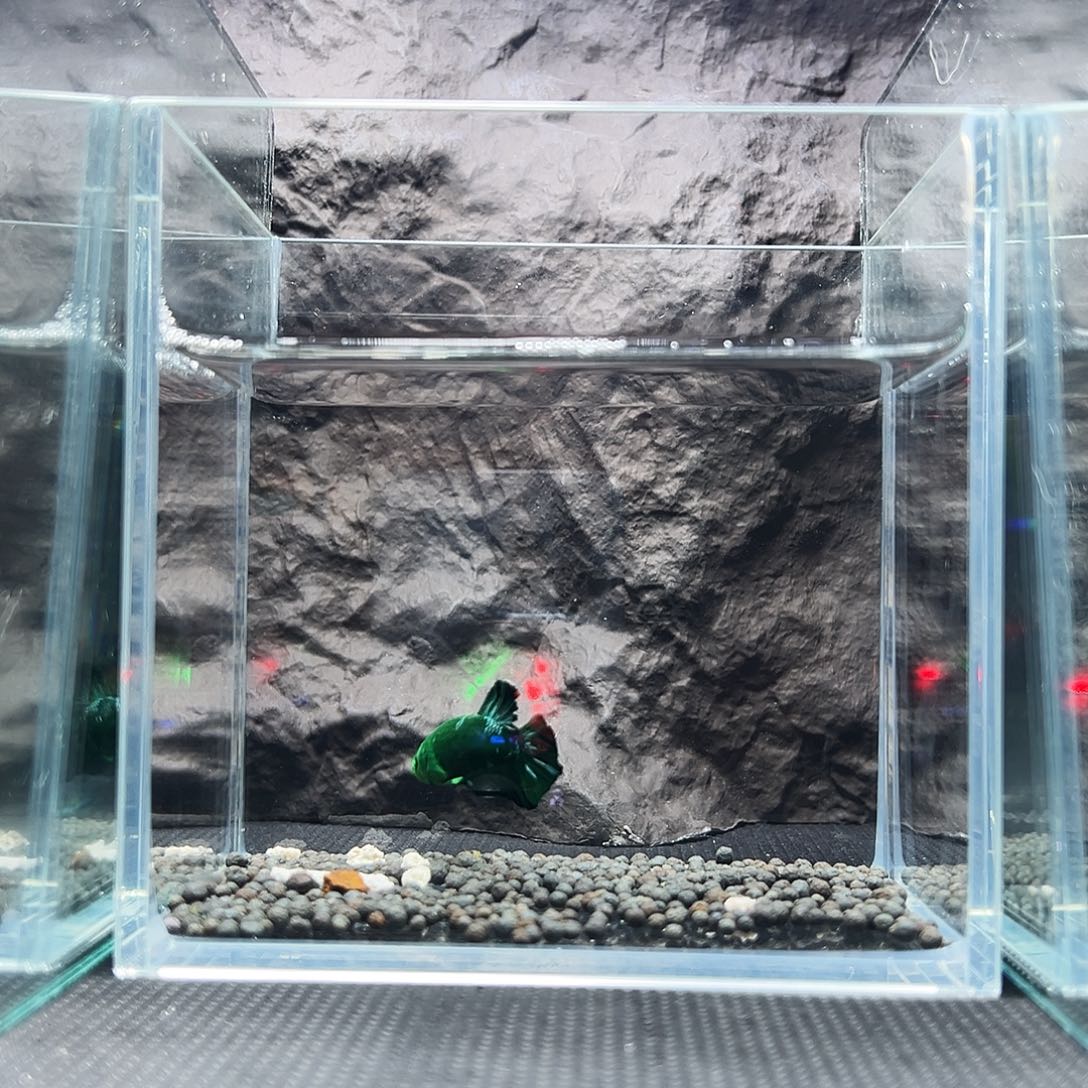 斗鱼精品精品精品精品