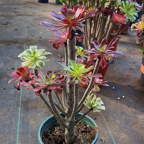 法师嫁接一物一拍11