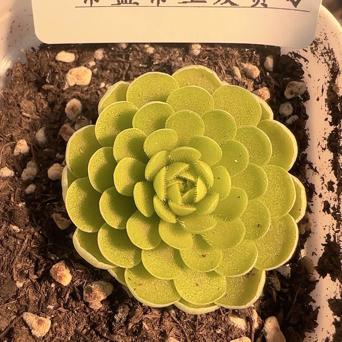 多肉1205-180捕虫堇