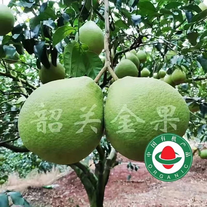  金果柚韶关金果柚现摘现发纯甜无酸水分充足柚子