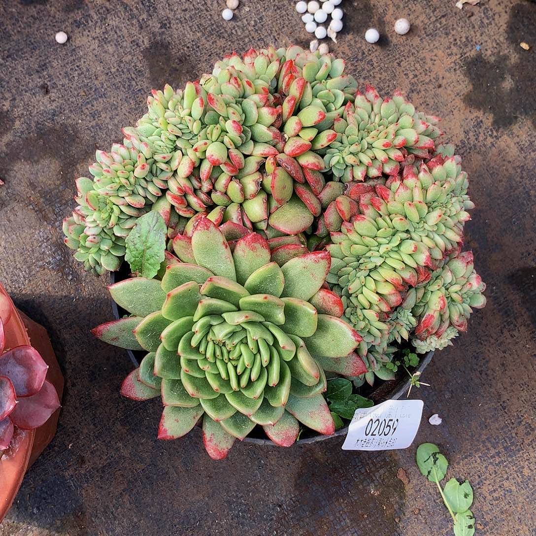 『***』       芬迪缀02059