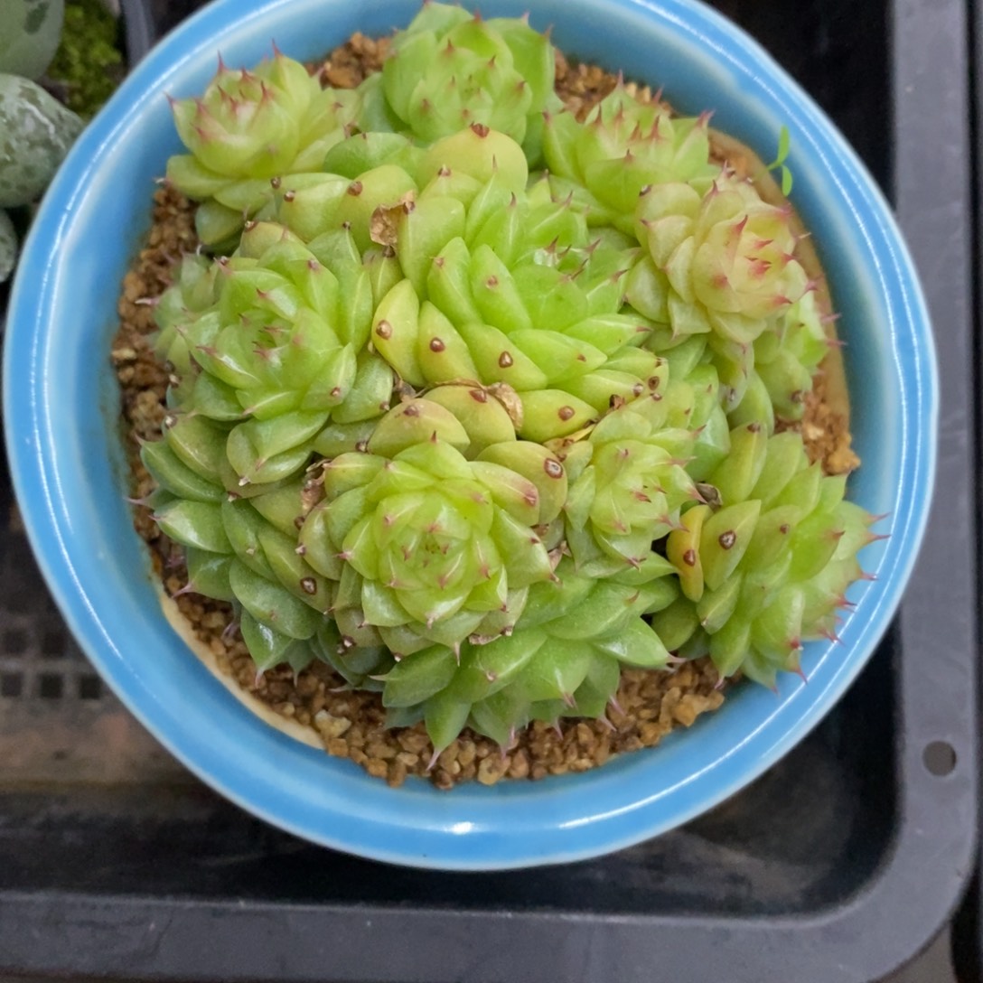 精品多肉一物一拍不包整486