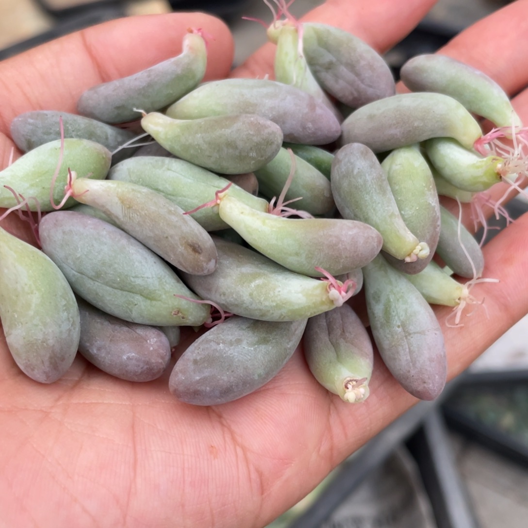 仙子奶酪桃花奶多肉植物
