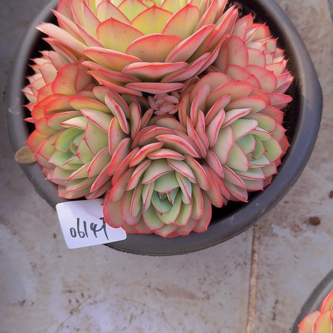 彩**飘06147牡丹亭多肉