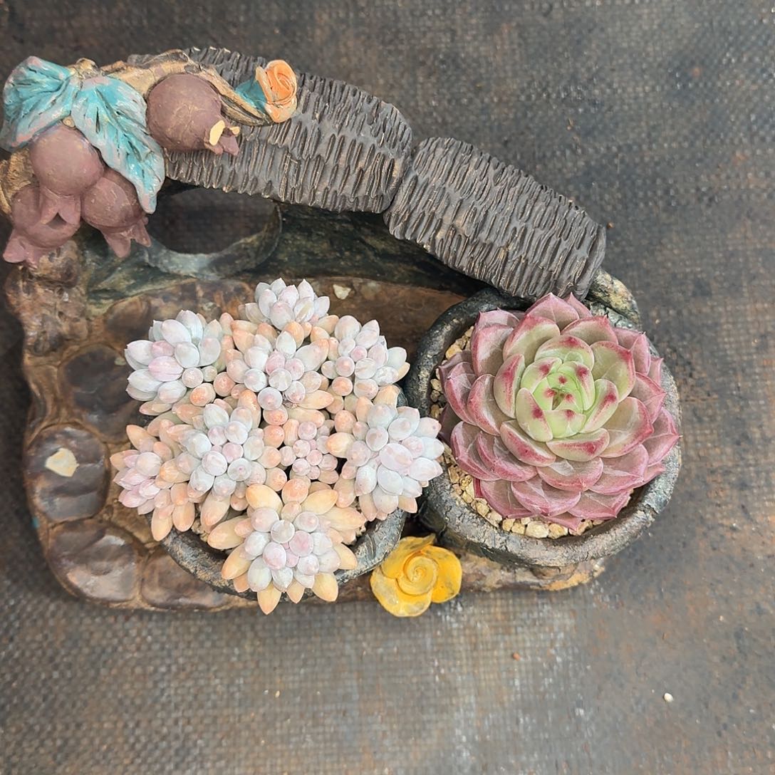 多肉植物两颗福利炸