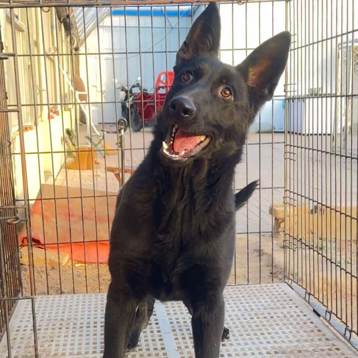 东德牧羊犬大型犬护院看家正宗纯黑背狼狗弓背