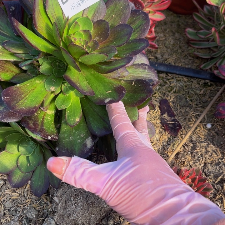 078花月夜多肉法师不包断枝