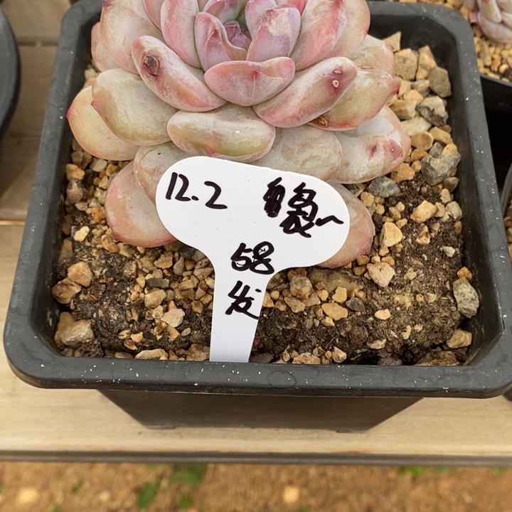 袅***袅考虑咯脸落寞太累了睡觉咯