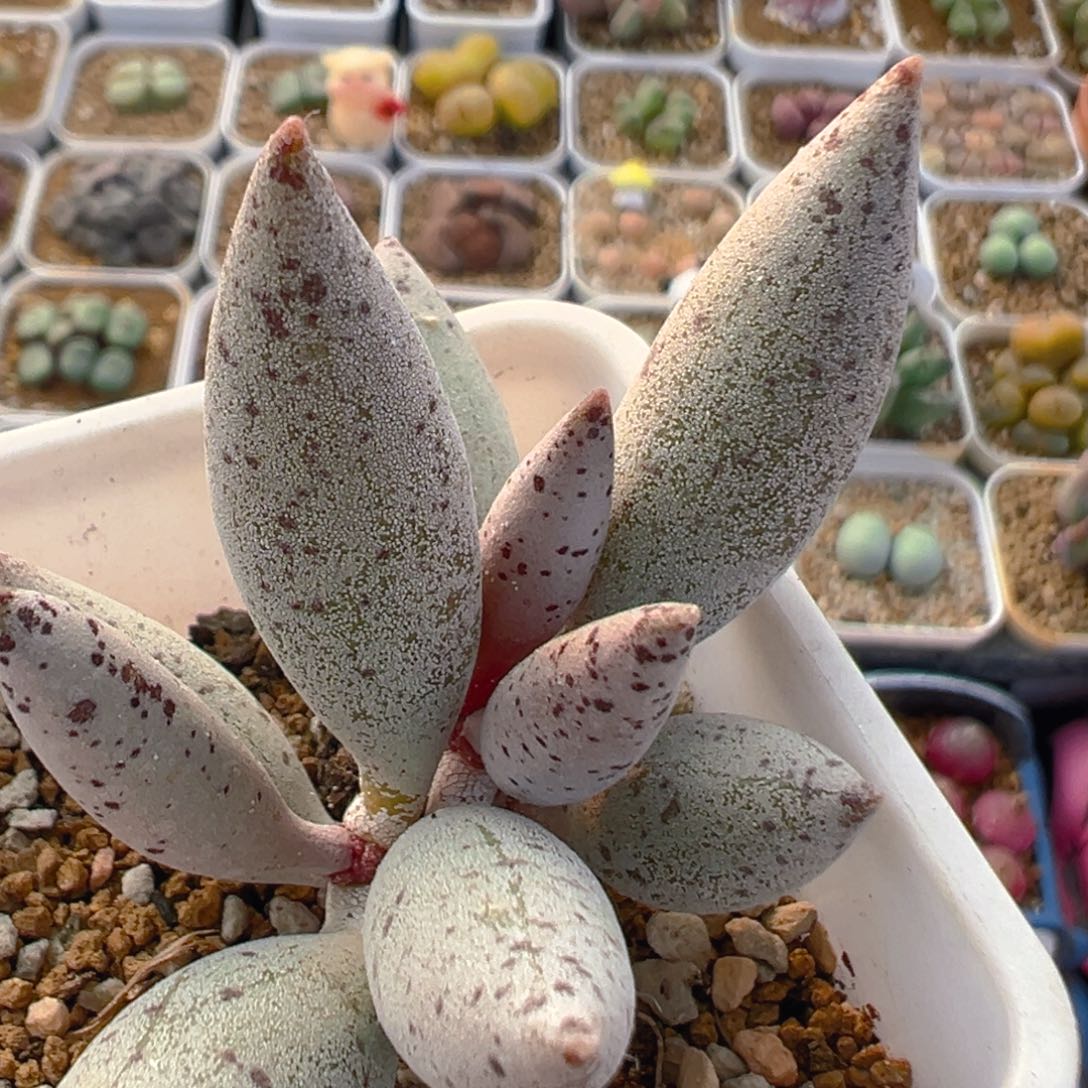 150多肉植物百科名片