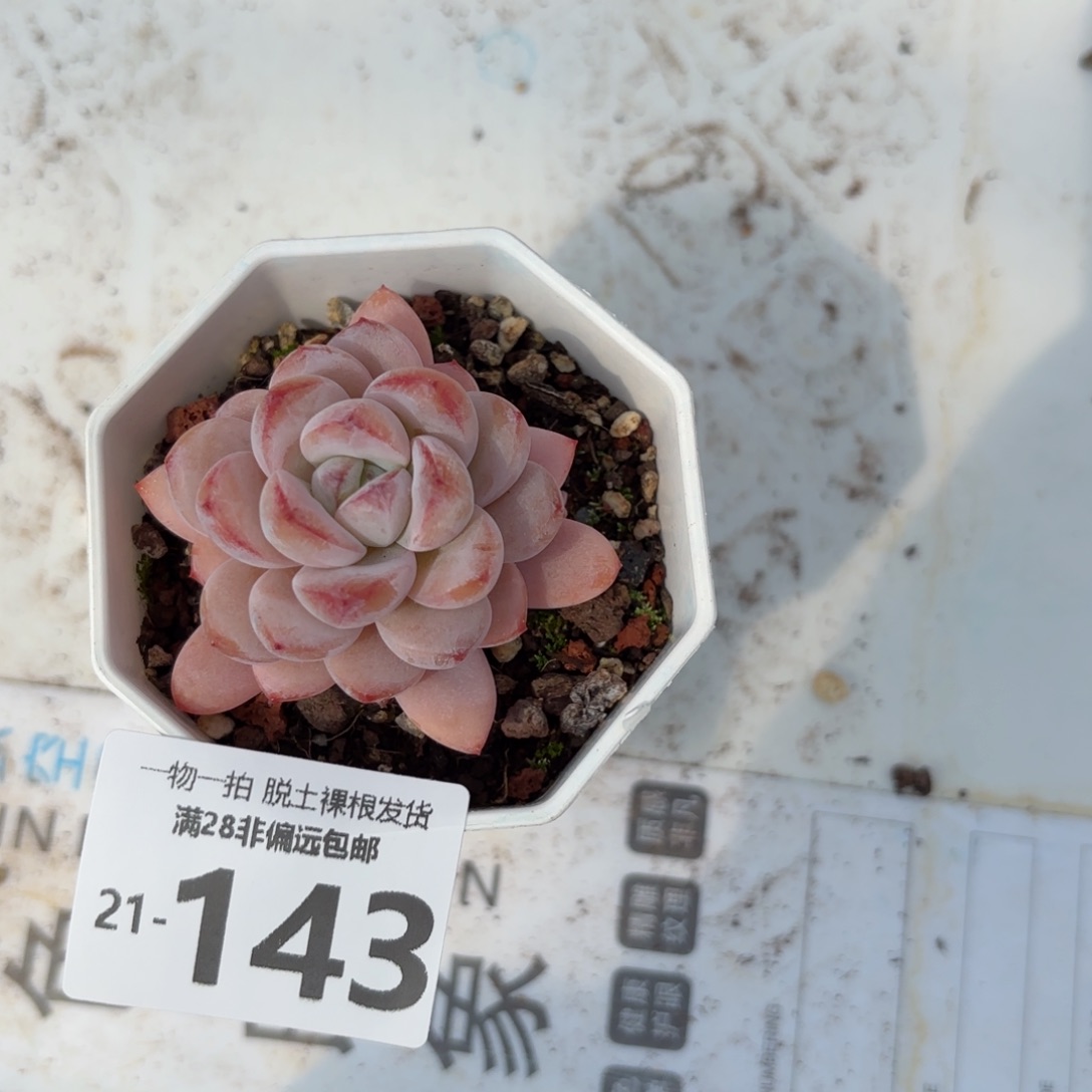 星星雪单头多肉多肉多肉