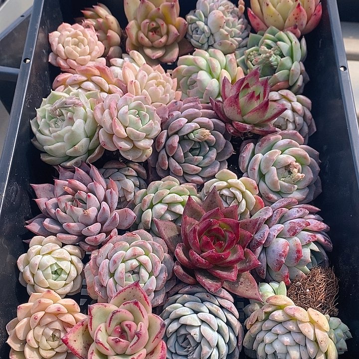 20 多肉植物盆栽花卉植物