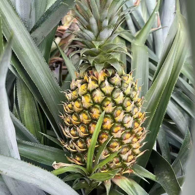 牛奶凤梨菠萝青皮菠萝生菠萝除味除甲醛四季平安果新鲜菠萝