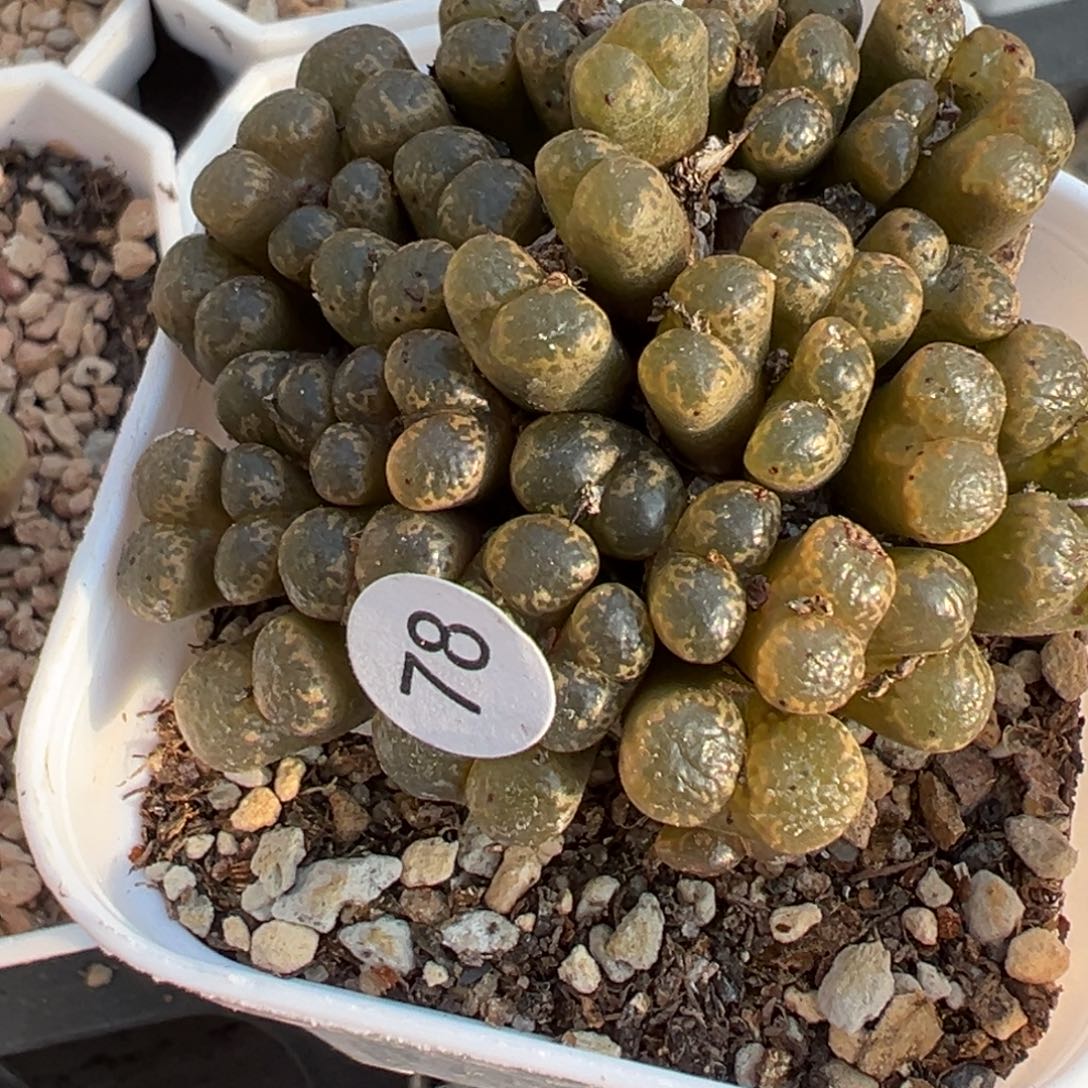 多肉植物1111111111111