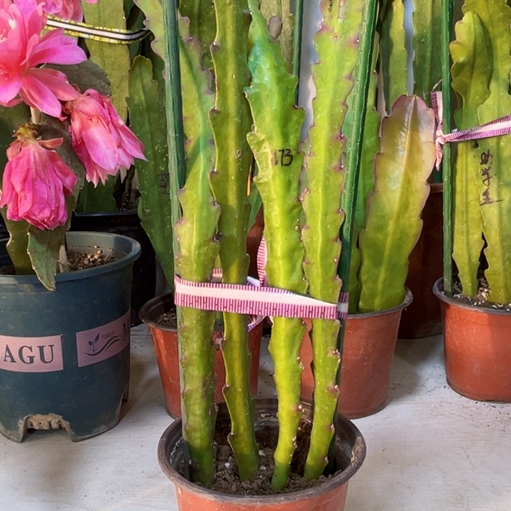 当前无花栽培后可以开花源****园倾城