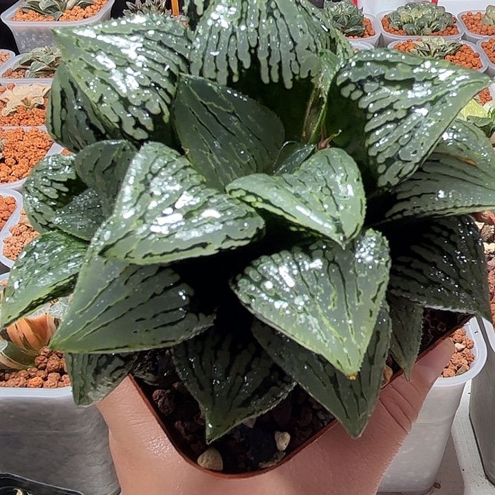 十二卷多肉玛莉莉