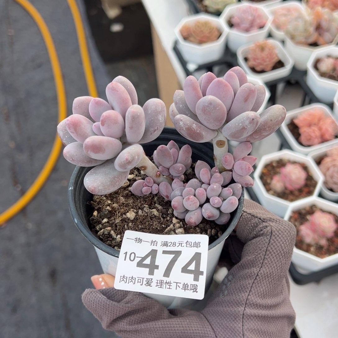 海狸美人多肉多肉多肉