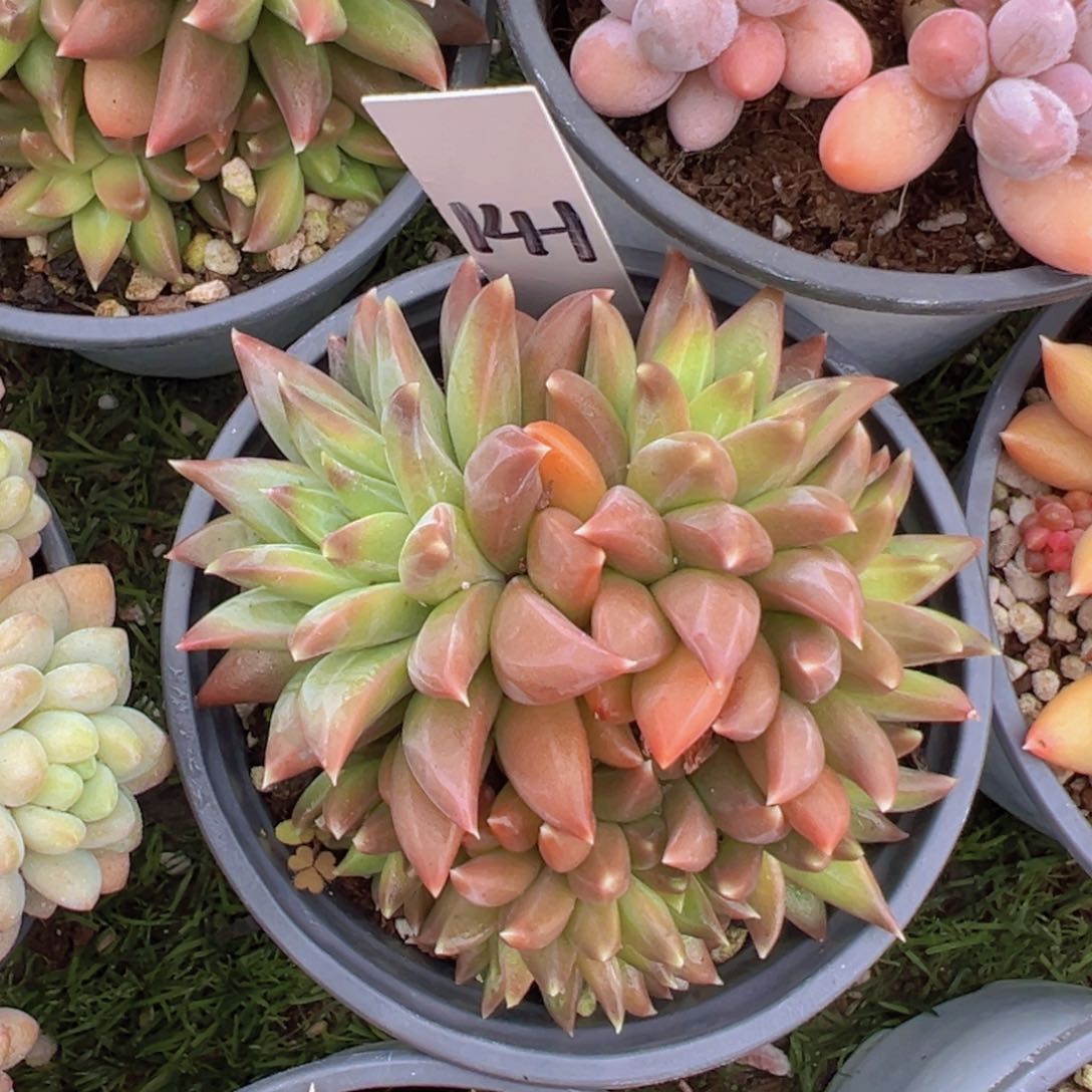 香玉的故事是一个人的故事