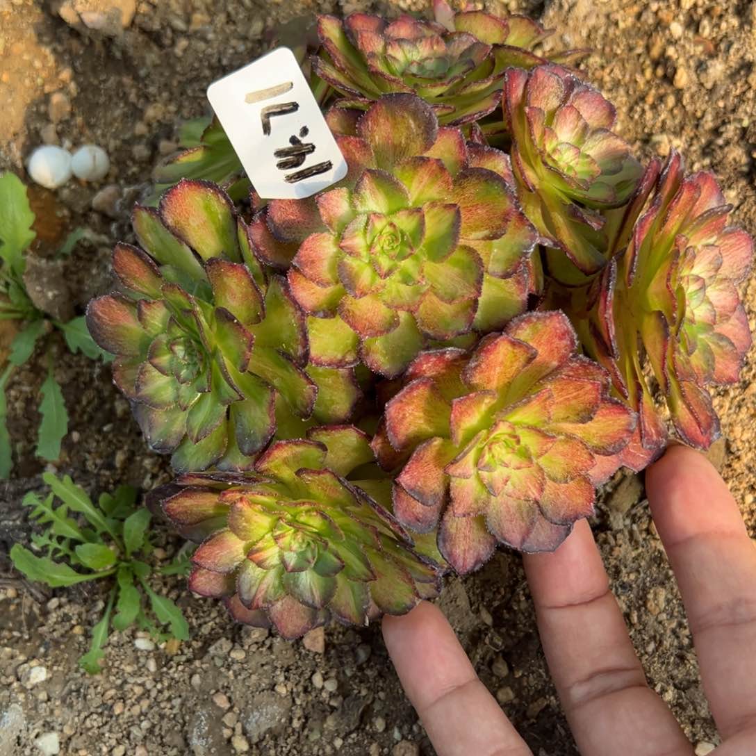 71海王七彩多肉植物