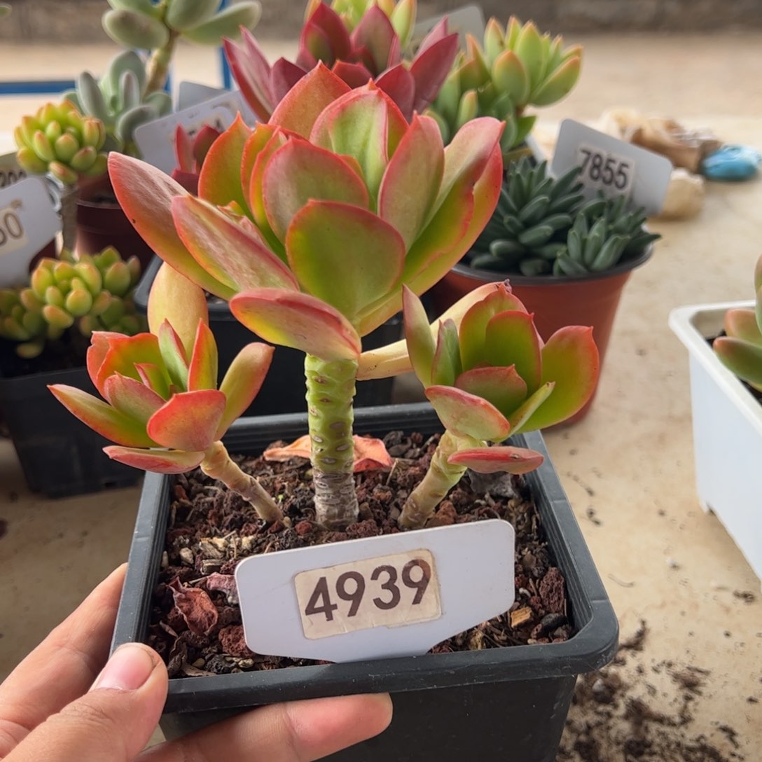【闪购商品】红颜容。 4939。1111111