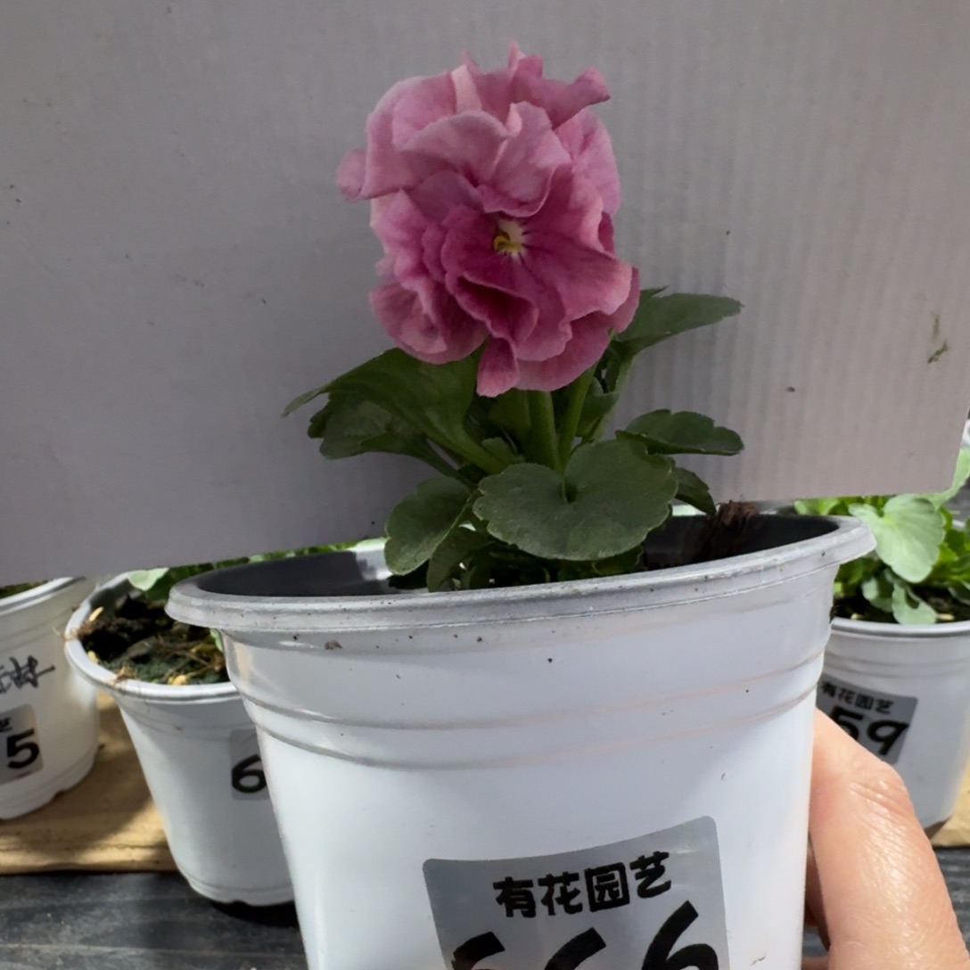 全部花朵666号角堇