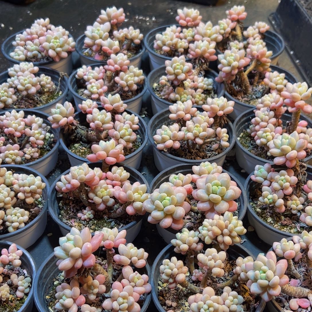 440多肉葡萄的味道是真的