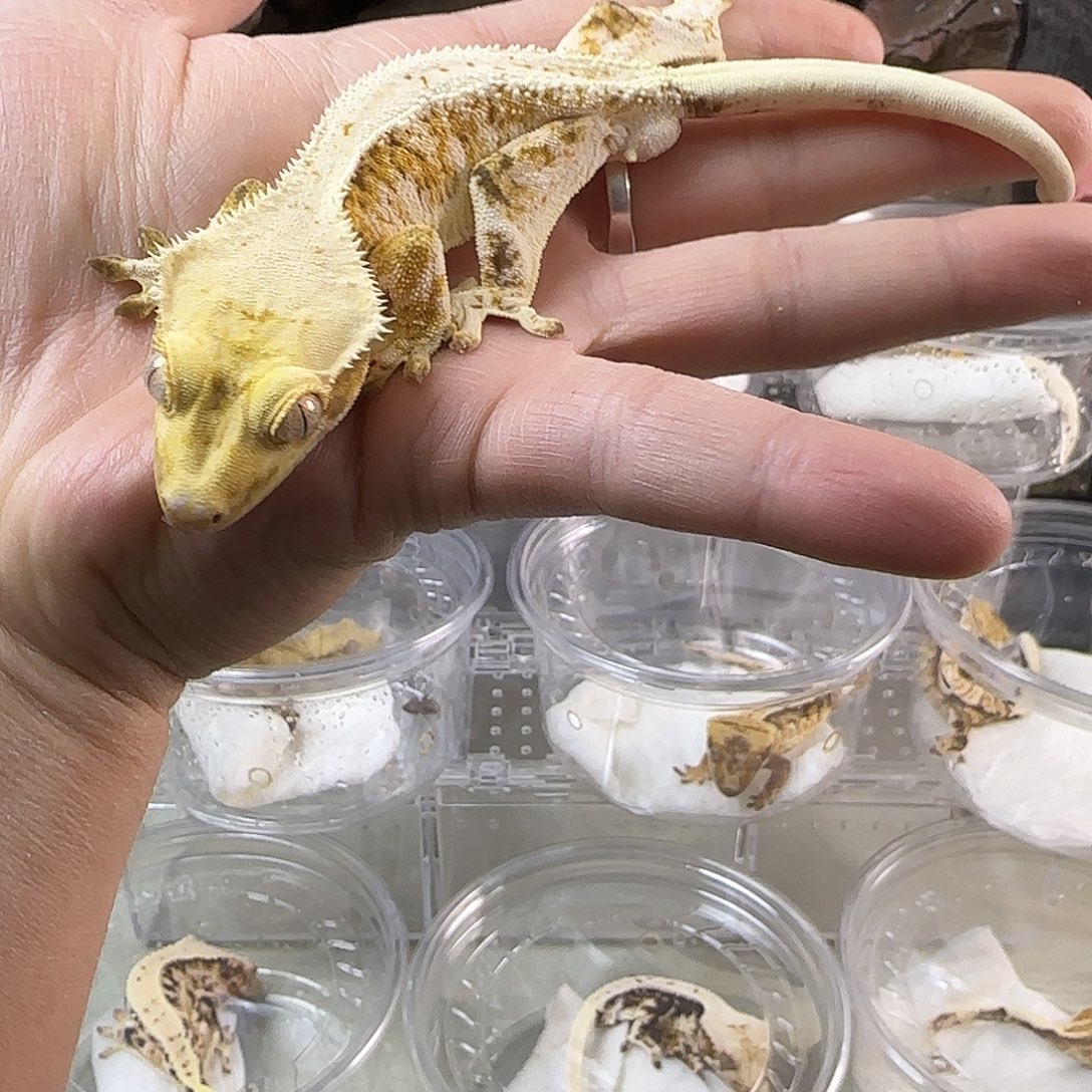 睫角守宫满纹高覆盖金黄丽丽