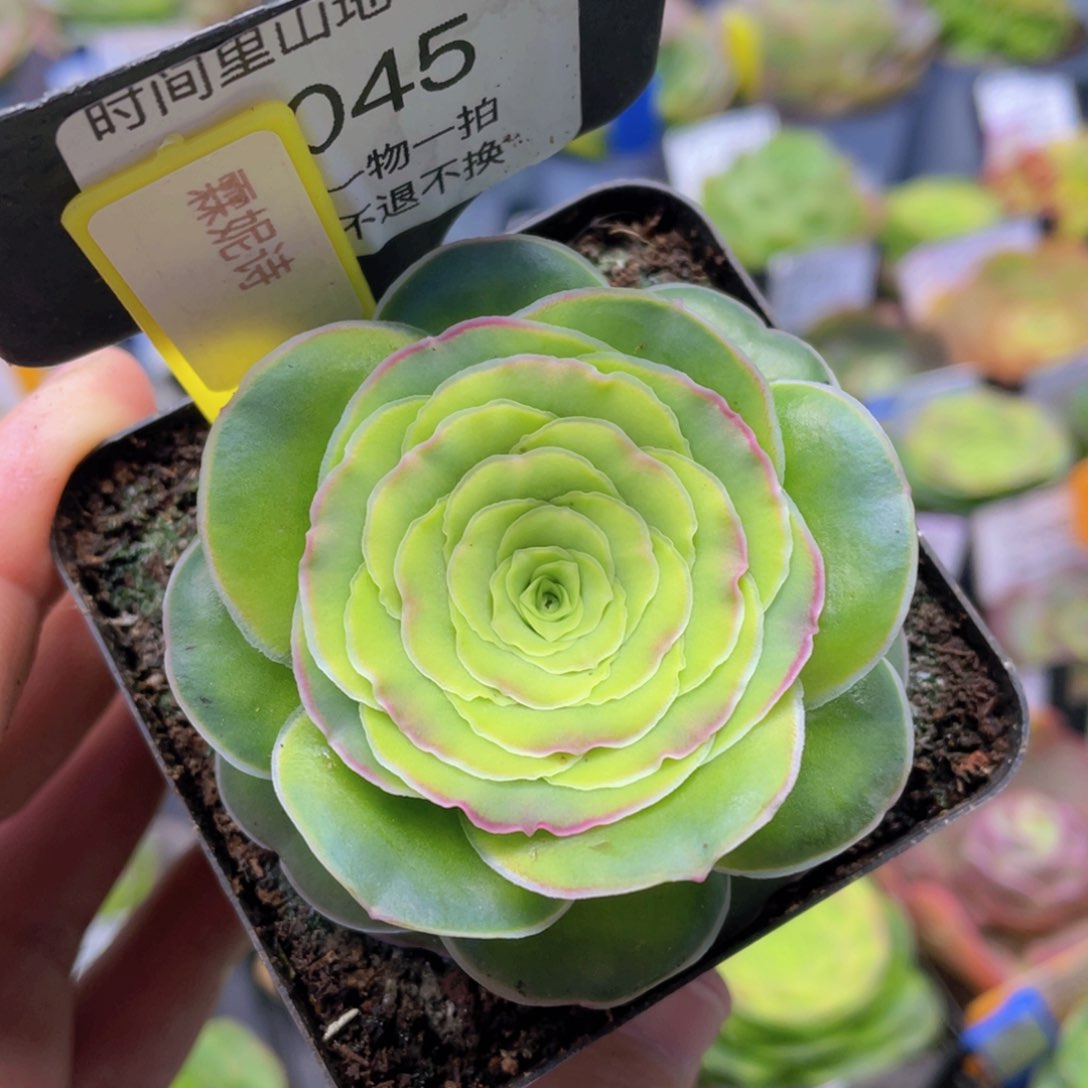 霖妮诗新年福利045一物一拍