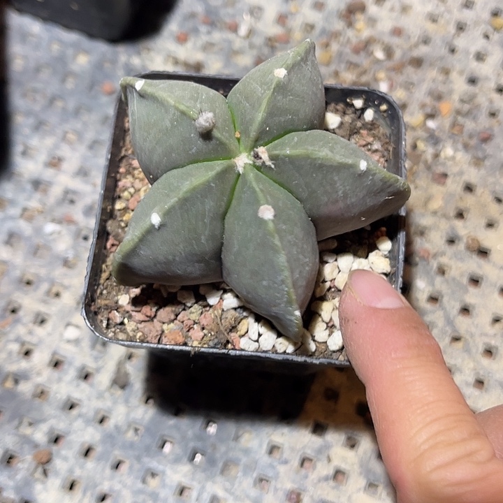 满38包邮2天凑单，脱土晾根发货多肉植物