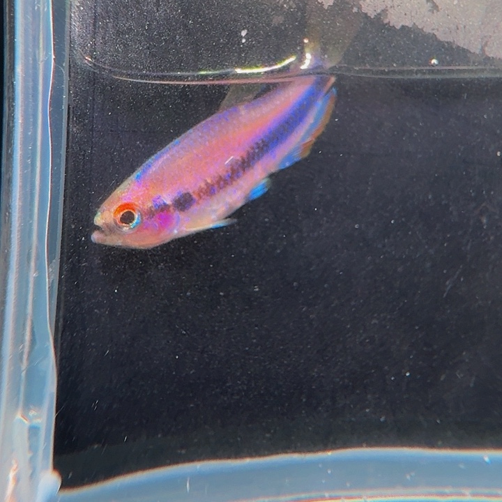 灯科鱼左下缸8号 超级dy 2.5cm左右 一条