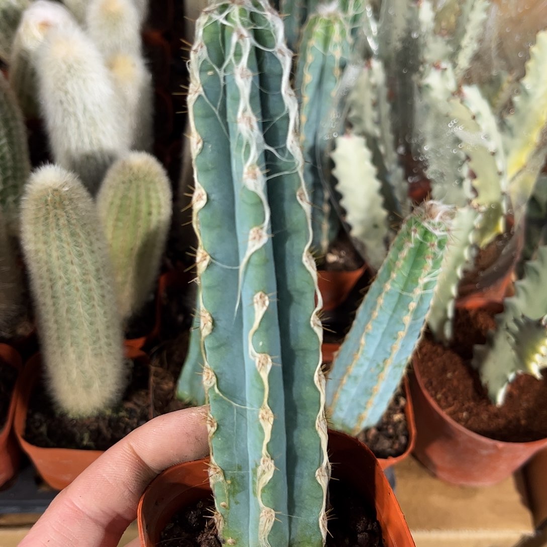 长毛蓝柱单头发货有根发货