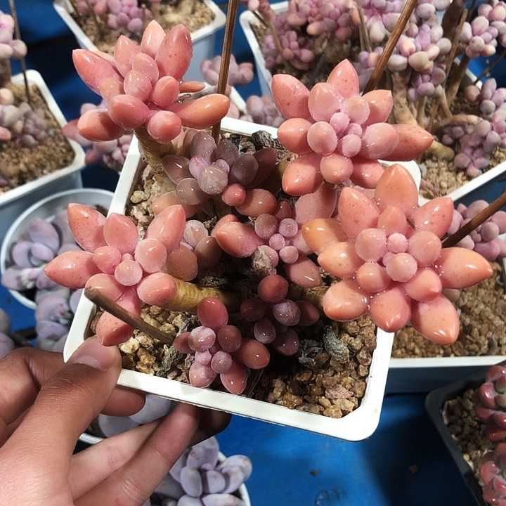 香水手指老桩多肉植物