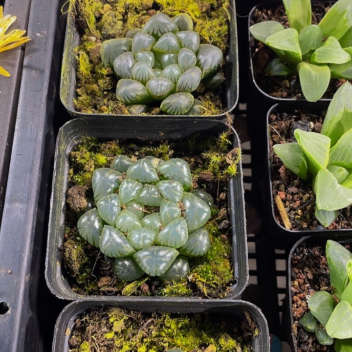 冰灯玉露带盆土发货