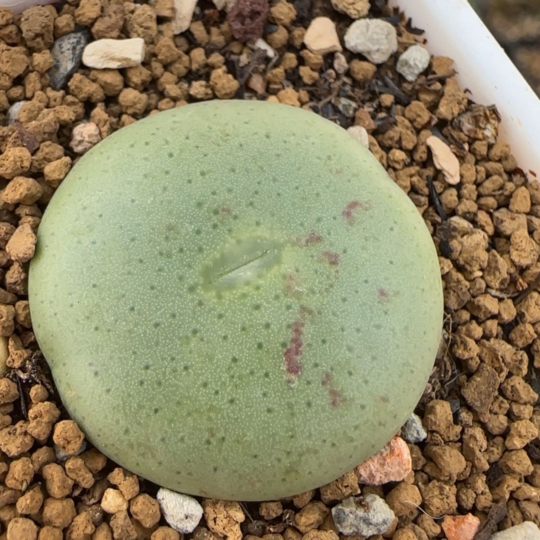 大饼多肉植物百科