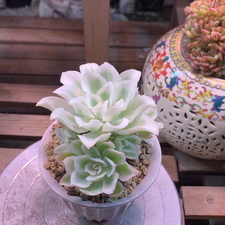 柠檬玫瑰锦多肉植物zhuceyici