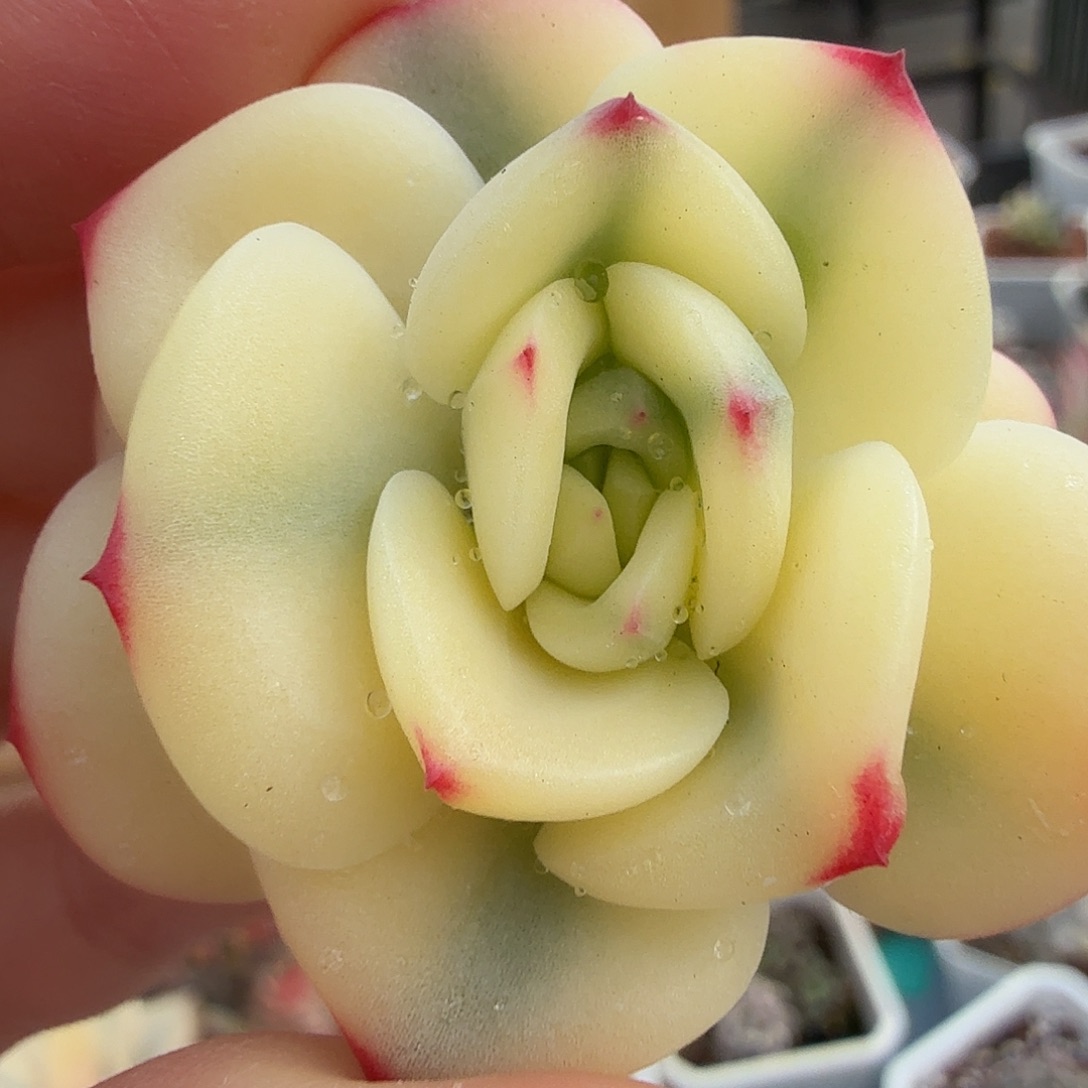 三文鱼锦，多肉，头盖无根。