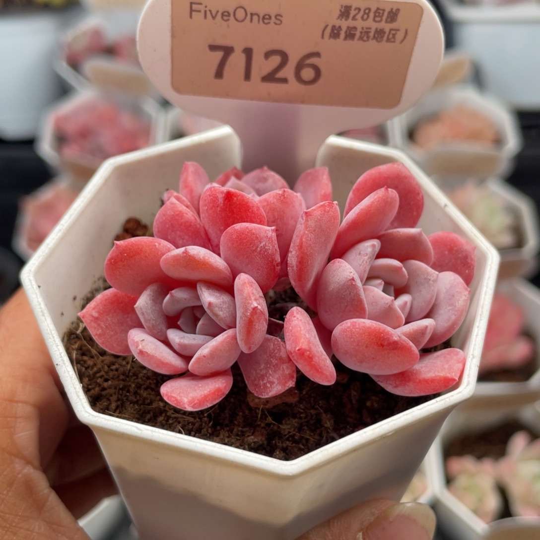 拉皮7126-5.5厘米