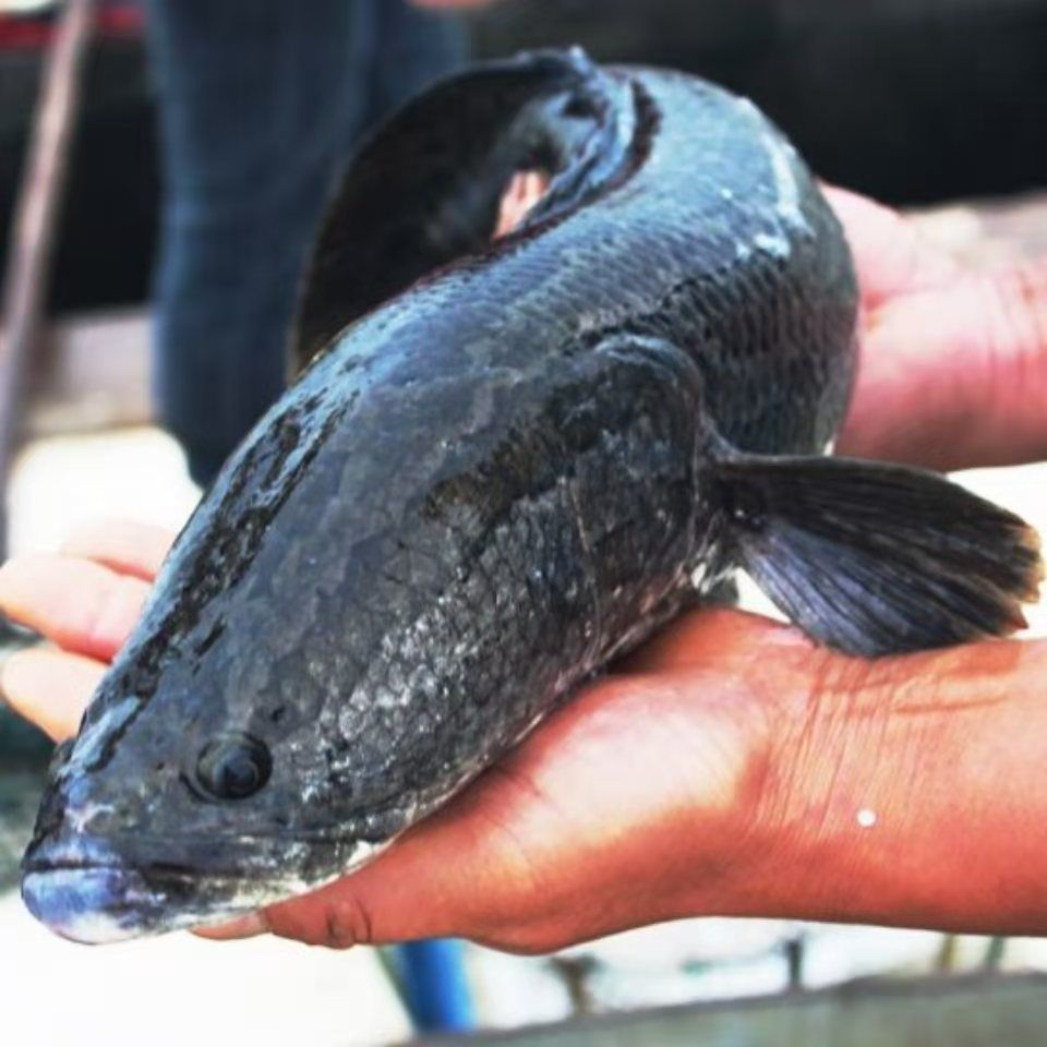 （黑鱼改价链接）微山湖野生黑鱼乌鱼活鱼现杀（顺丰包邮）