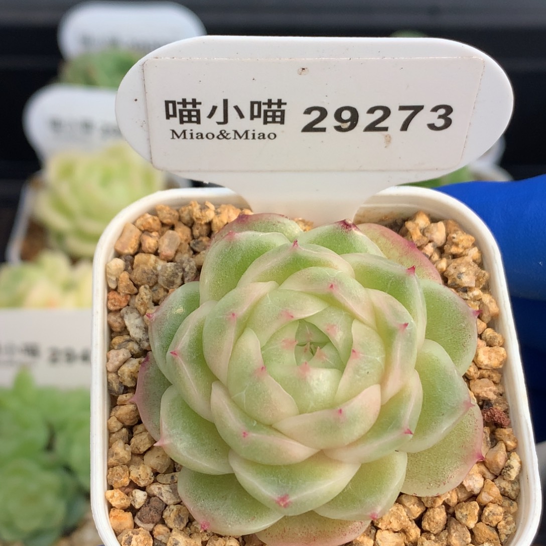 Z***烯多肉植物杂交珍妮