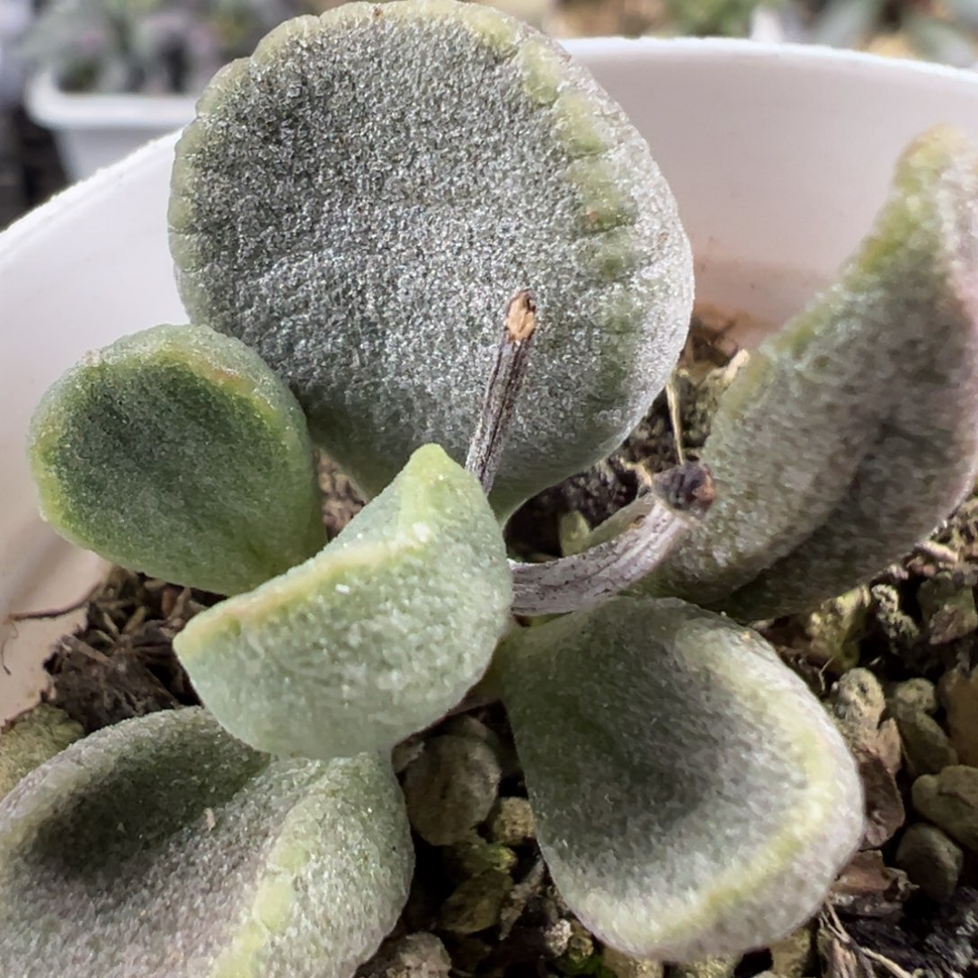 w绿色磨砂质感实生新品