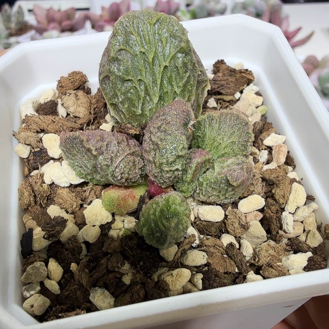 大鱼海棠水泡多肉植物