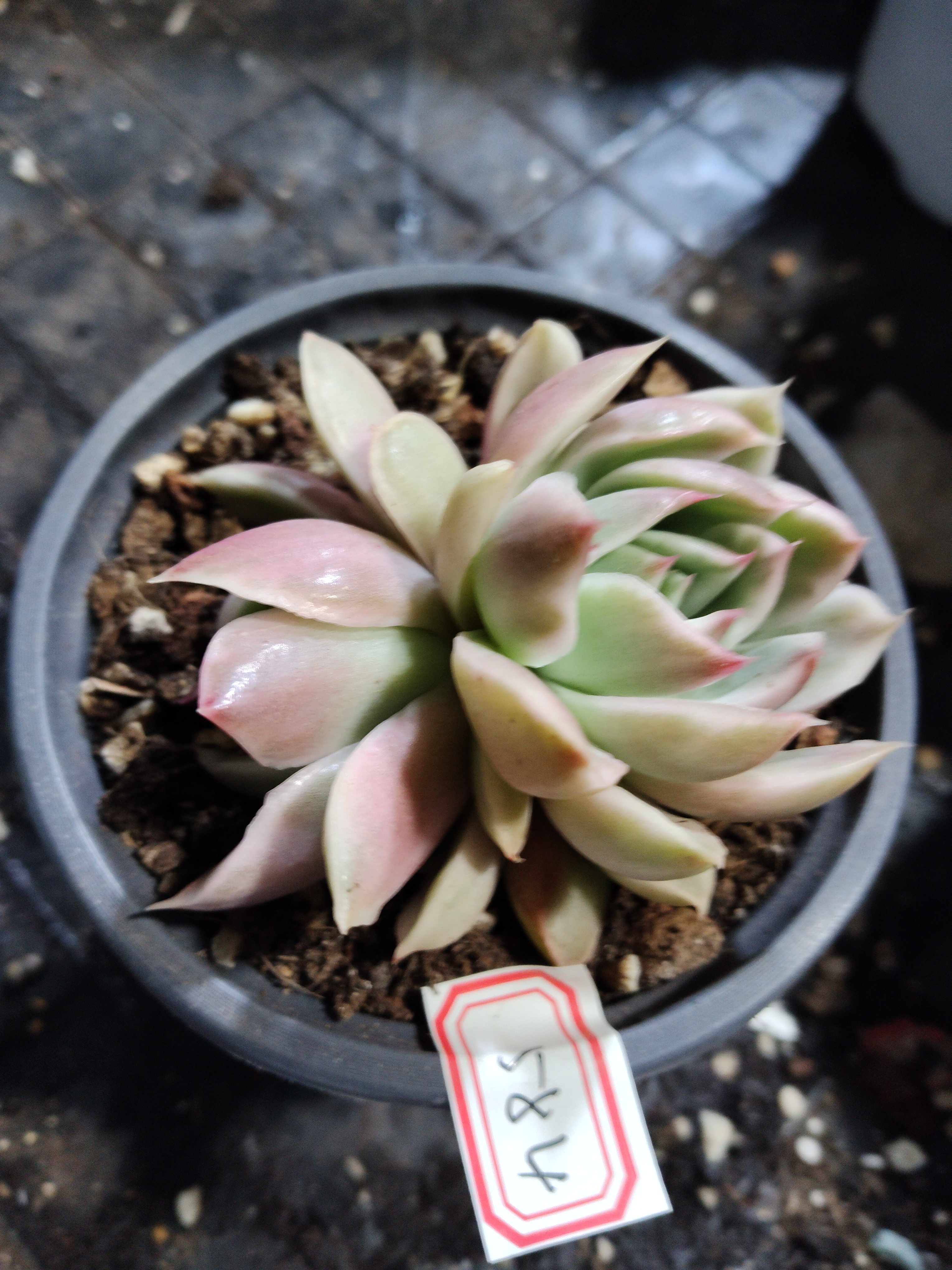 非偏远18包邮  一物一拍  9厘米盆 A584水晶恋人双头