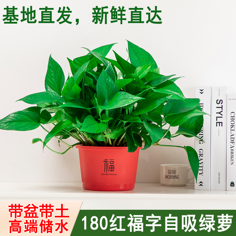 【红福盆】新房家用绿萝盆栽室内吸除甲醛花卉绿植净化空气长藤绿箩